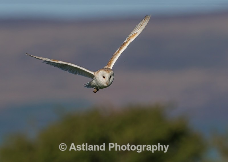 Barn Owl - Latest Images
