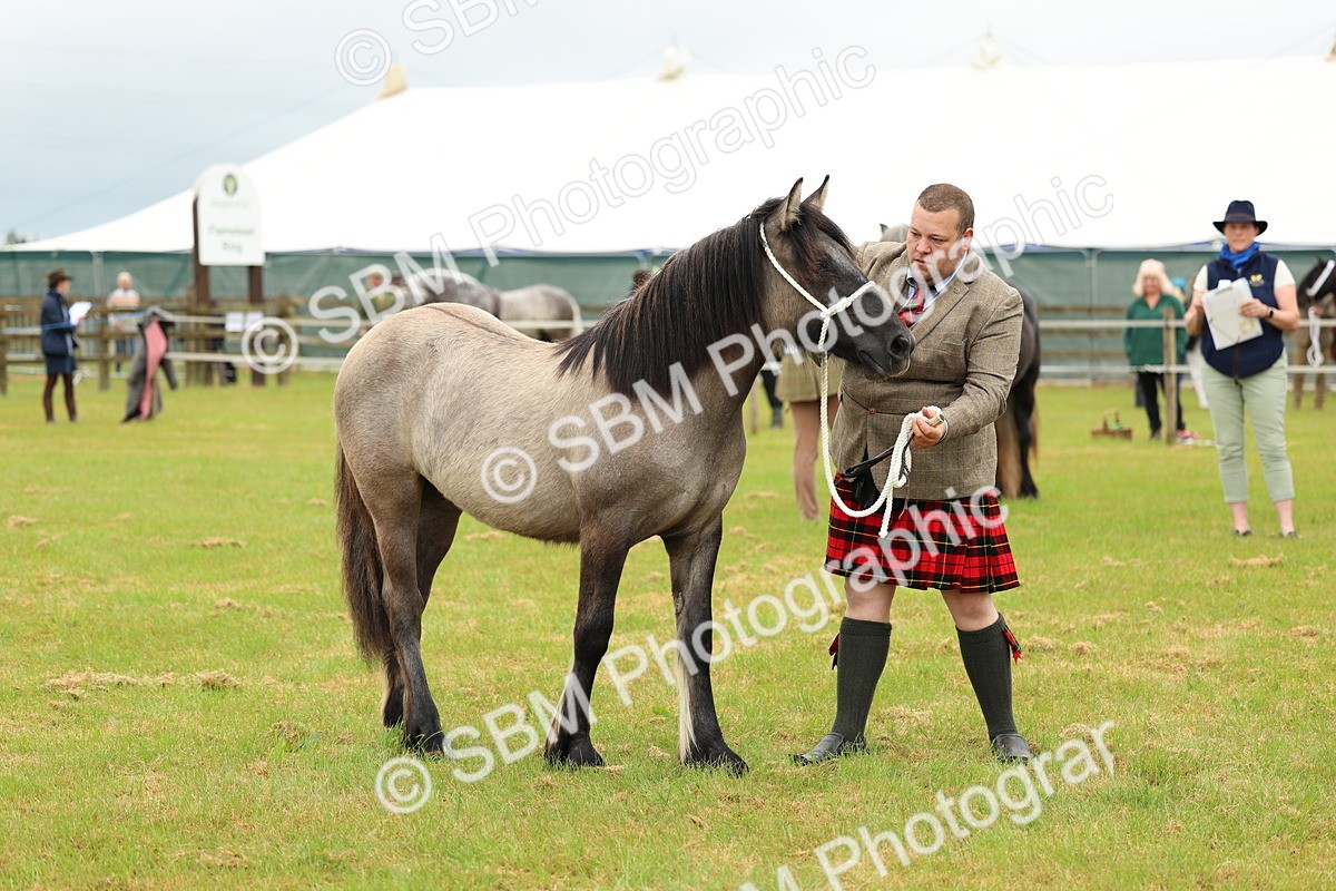 SBM_00406 - Class 58-67 - M&M Non Welsh Pony In hand