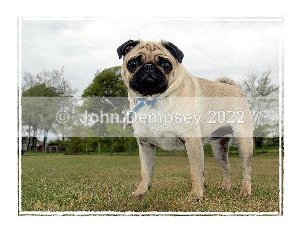 Alfie F - Walking the Dog