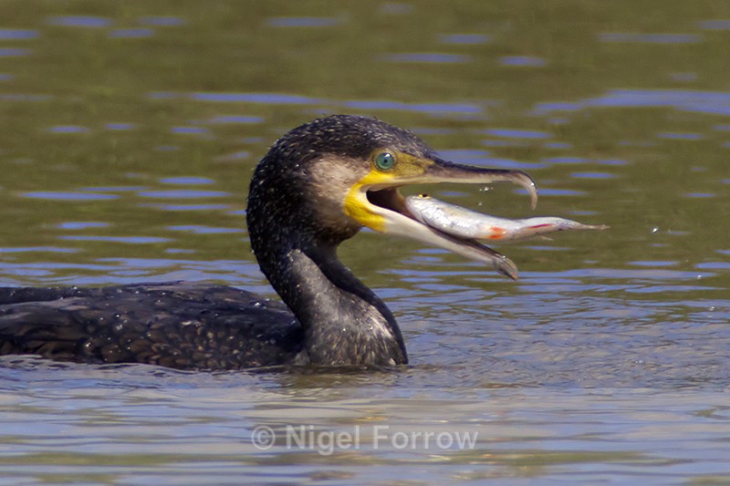Cormorant swallowing a fish at Otmoor - Cormorant