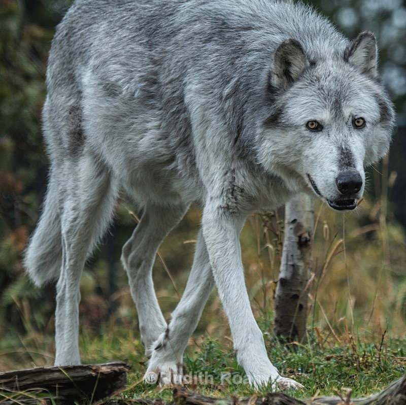 Gray Wolf - Yellowstone