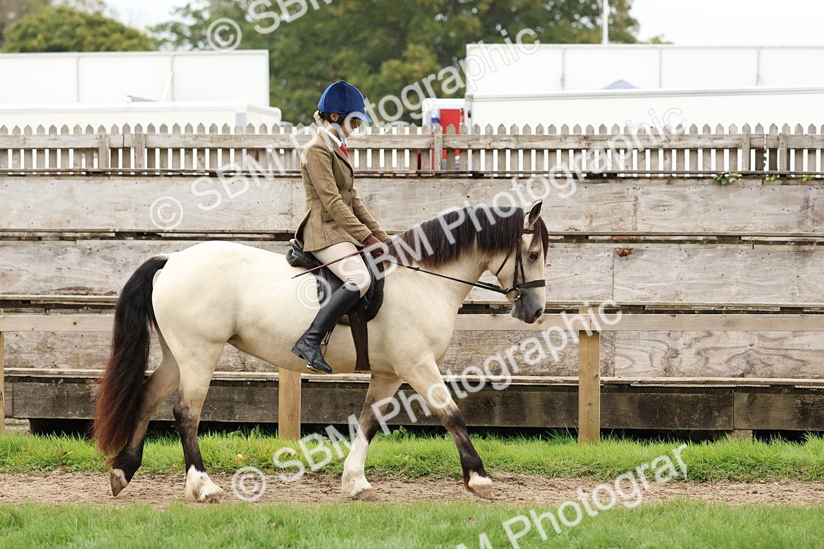SBM_69517 - S62 - Mountain & Moorland Ridden Large Breeds