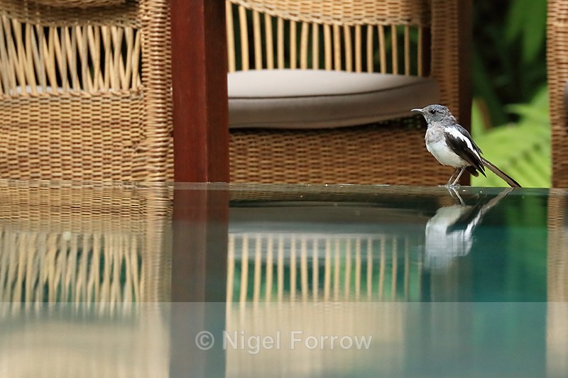 Oriental Magpie-Robin, Phnom Penh, Cambodia - Oriental Magpie-Robin