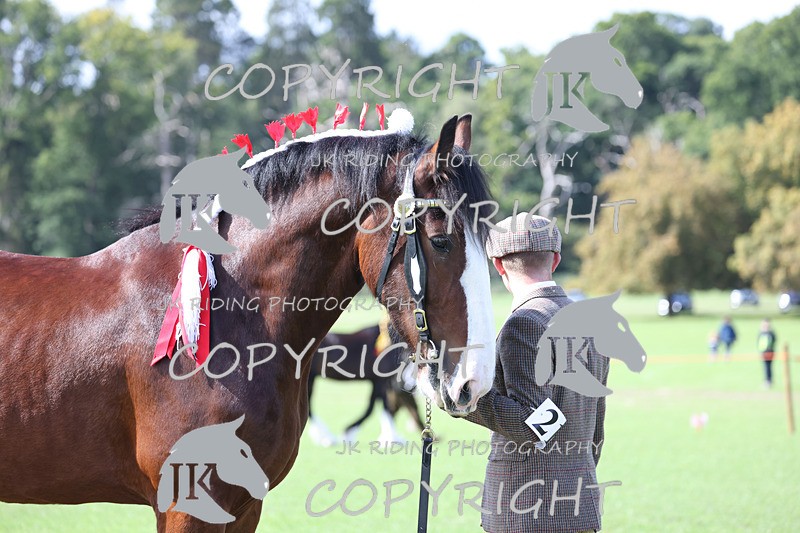 APP_3161 - Class 3 Youngstock