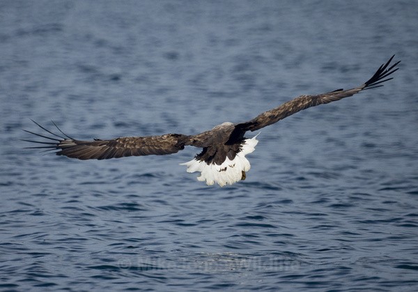 White tailed eagle, Isle of Mull, Scotland - THE WHITE TAILED EAGLES GALLERY. Images of the British Sea Eagle