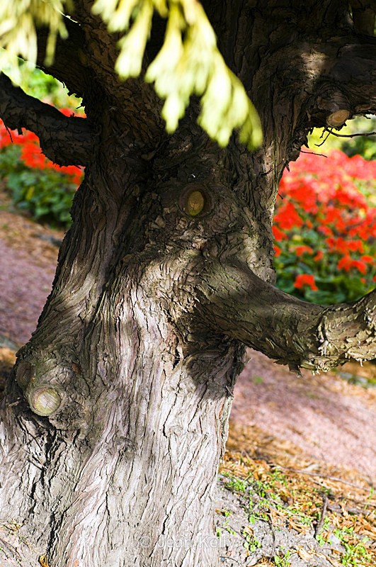 Tree - 6495 - Trees