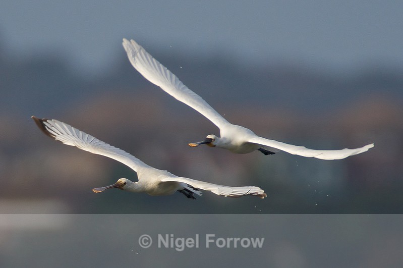 Spoonbills in close formation on landing approach - Spoonbill