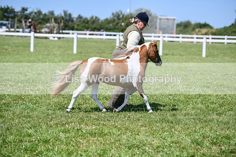 DSC_7118 - Class 61: Miniature Horse 4yrs & over