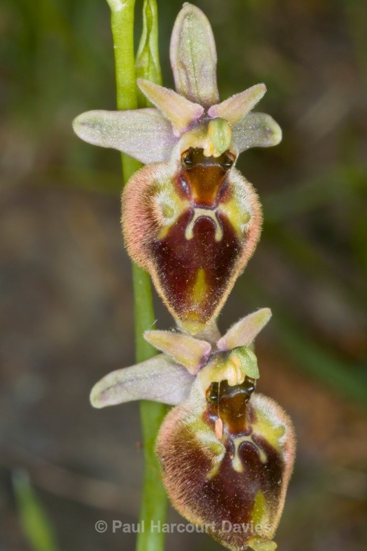 Small-patterned Ophrys (Ophrys fuciflora ssp. parvimaculata) - Orchids - Ophrys