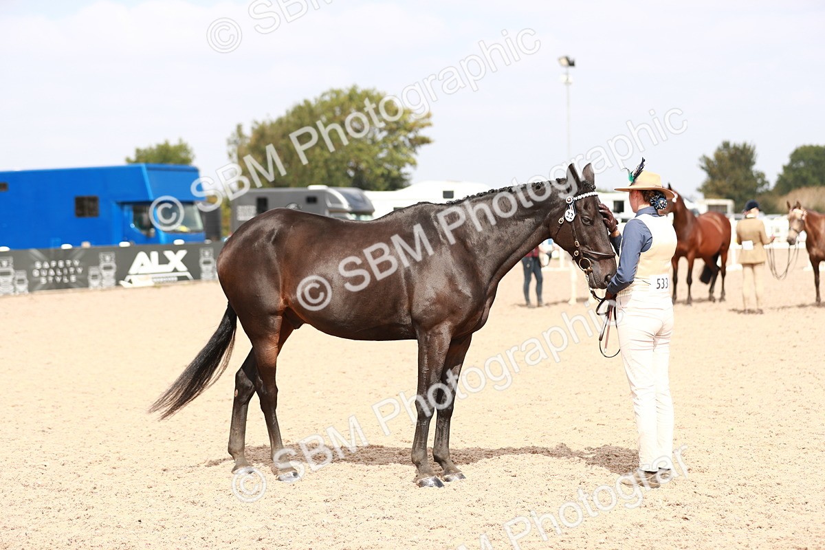 SBM_13283 - Class 208 IH Veteran Horse