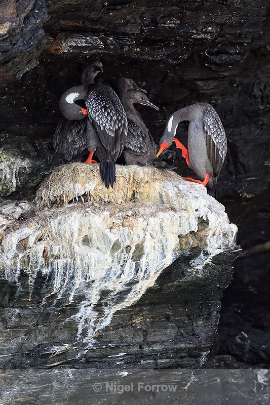 Red-legged Cormorant family, Chile - Red-legged Cormorant