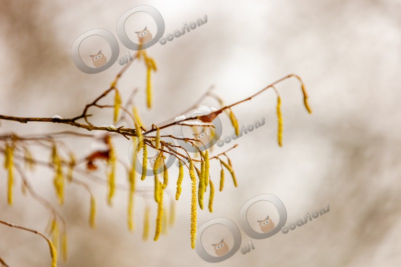 Hazel catkins Corylus avellana-1470 - Plants and trees
