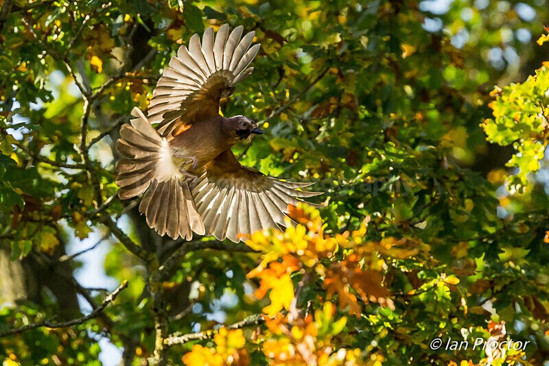 Spreading its wings! - Jay (Garrulus glandarius), - Nature
