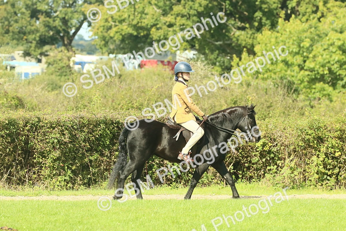 SBM_66396 - S34 - Rehabilitated Rescue Horse & Pony In Hand & Ridden