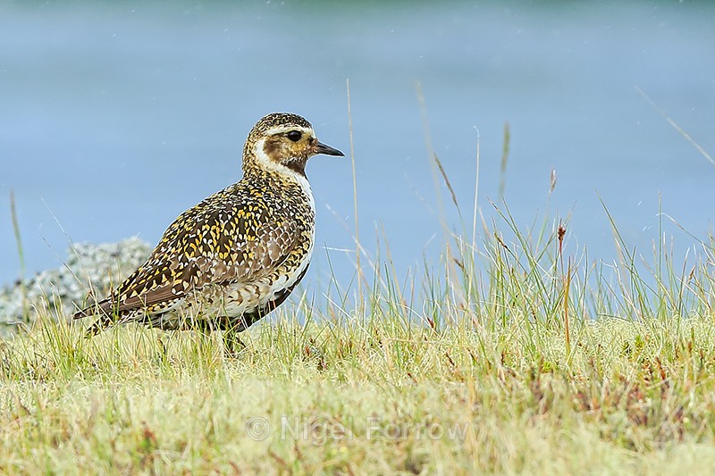 Golden Plover, River Laxá, Iceland - Golden Plover