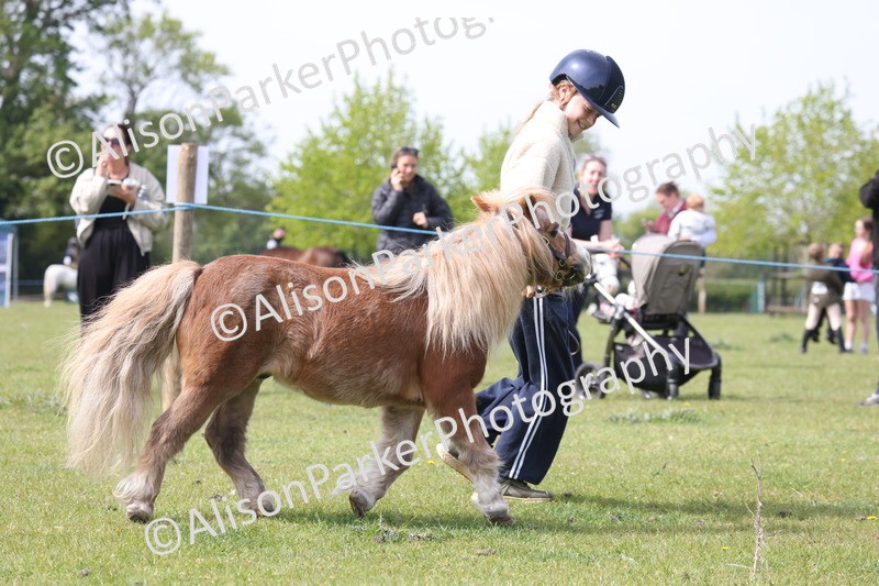 20260426-3182 - Class 26 - Shetland Ponies and Minitures