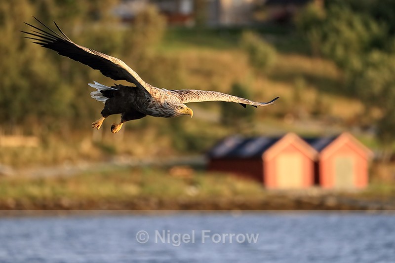 White-tailed Sea-Eagle glides past colourful boat sheds, Norway - White-tailed Sea-Eagle