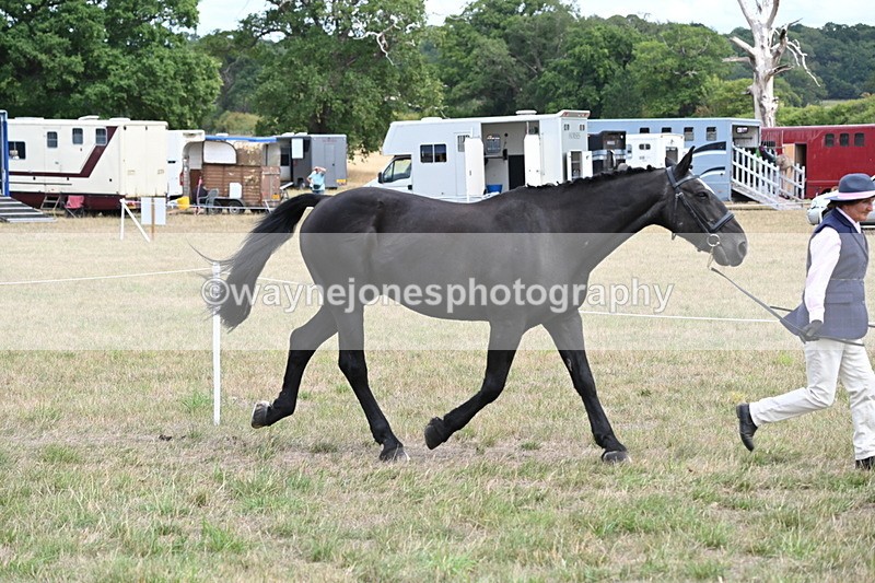 WJ6_5983 - Class 19 In-hand Veterans (Uploaded correct folder)