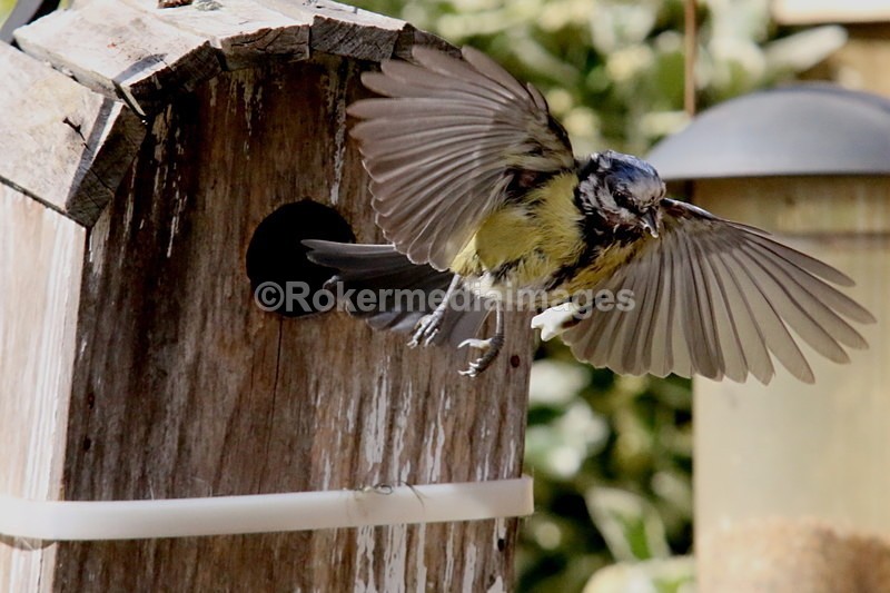 IMG_1362 - Wildlife