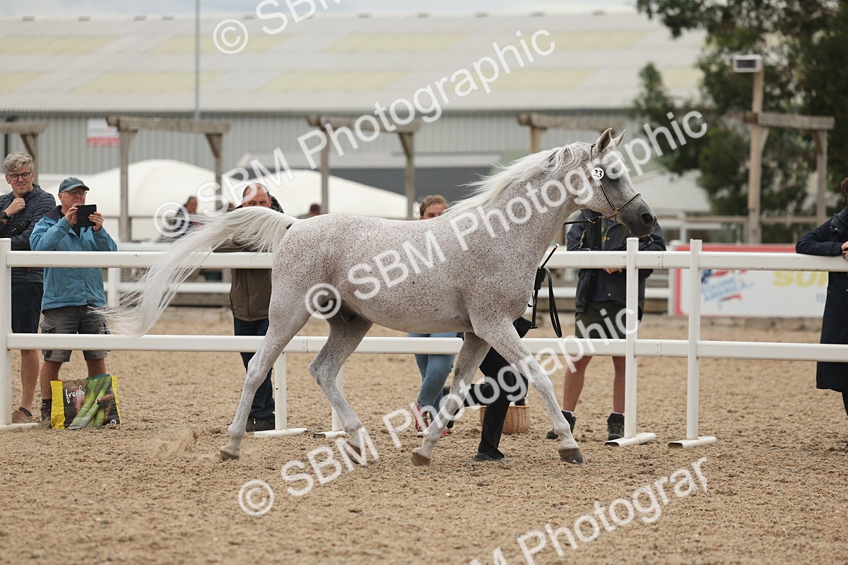 SBM_19297 - Class 317 - IH Pure Bred Horse-Pony