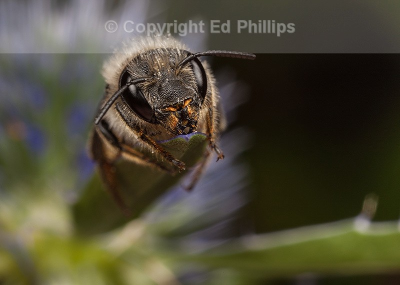 Osmia leaiana (f)