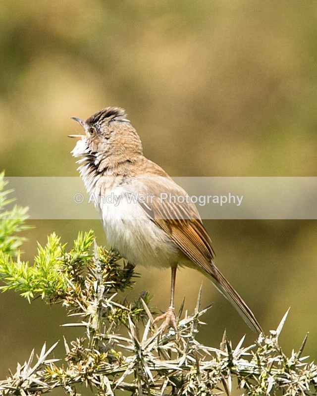 20110611-IMG_5676 - Whitethroat