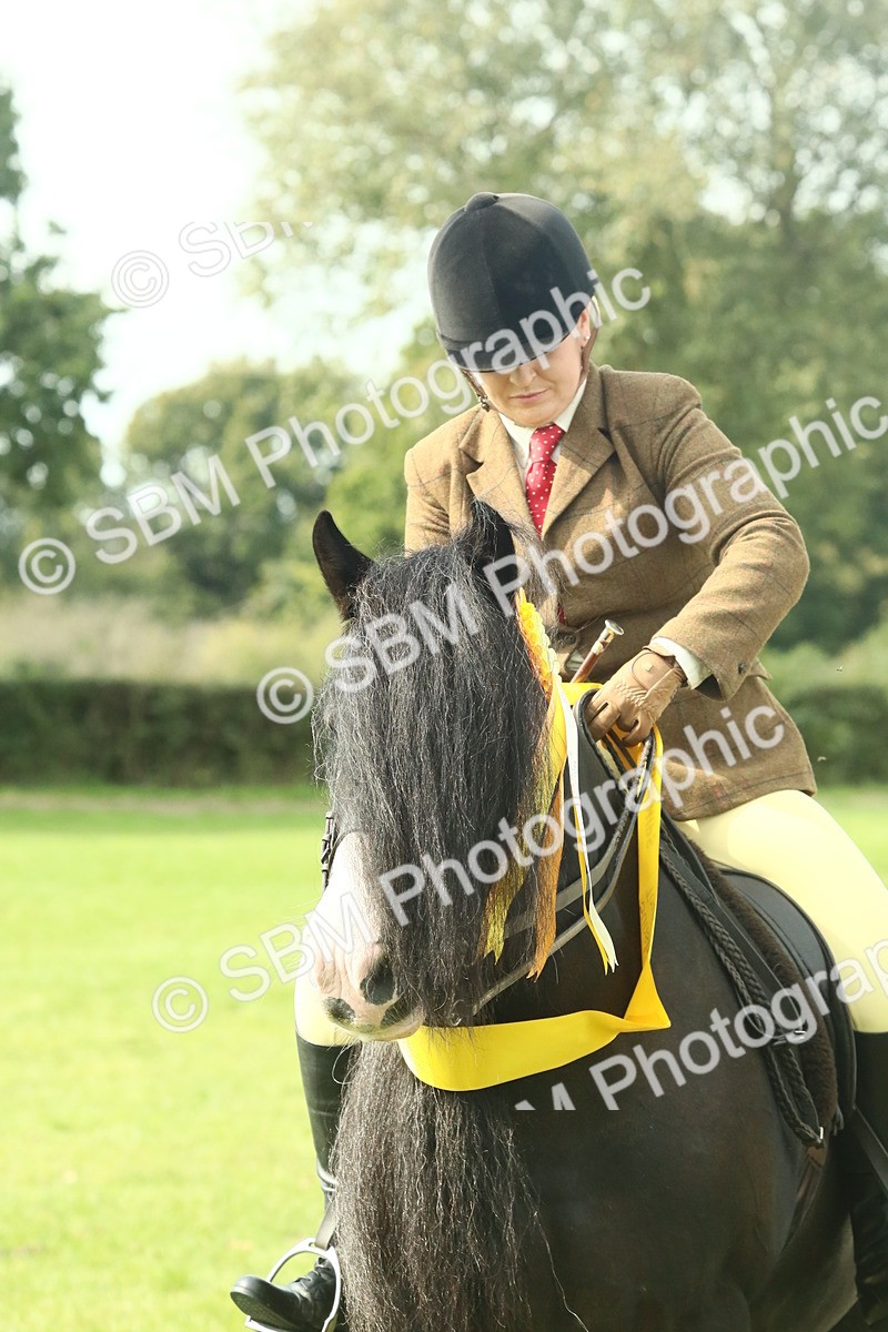 SBM_66747 - S34 - Rehabilitated Rescue Horse & Pony In Hand & Ridden