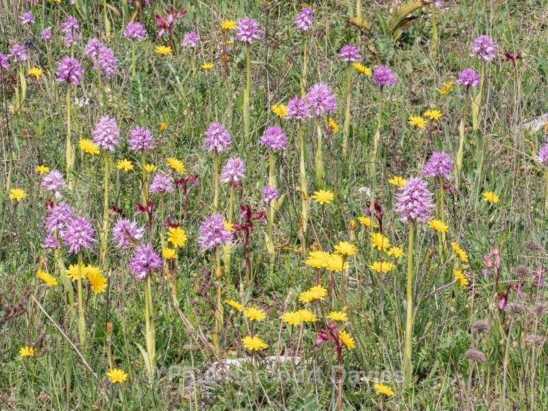 Wavy-leaved monkey orchid (Orchis italica), plus spikes of Pink Butterfly orchid (Anacamptis papilionacea subsp rubra) - Gargano - Wild Orchids