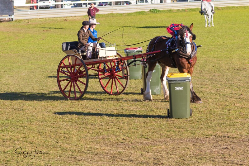 Harness Driving Challenge 23. 0A3A9731 - 2025 Senic Rim Clydesdale Spectacular