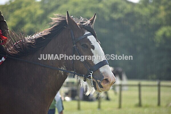 DSC_9277 - Rings 1 & 2