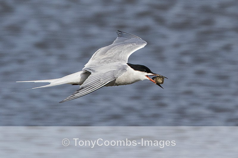 Common Tern - Birds