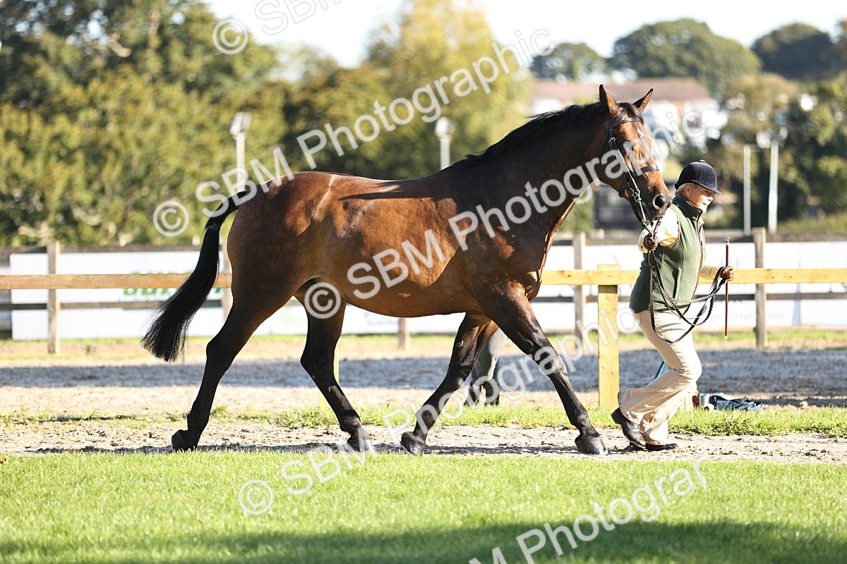 SBM_15695 - S1 - TSR in Hand Horse & Pony Showing