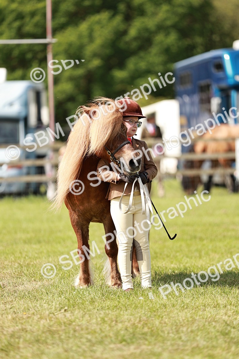 SBM_01843 - Class 14-23 - Mountain & Moorland In Hand Non Welsh