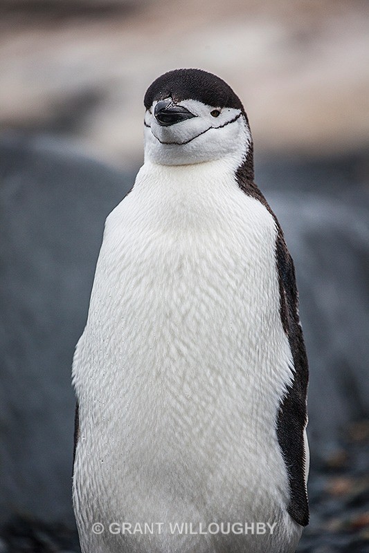  - Antartica