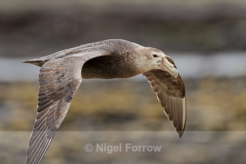 Southern Giant Petrel close flypast, Carcass Island, Falklands - Southern Giant Petrel