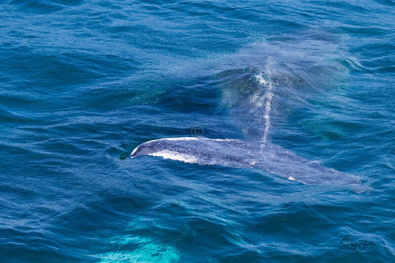 Whale Layers 0A3A6459 - Humpback Whales
