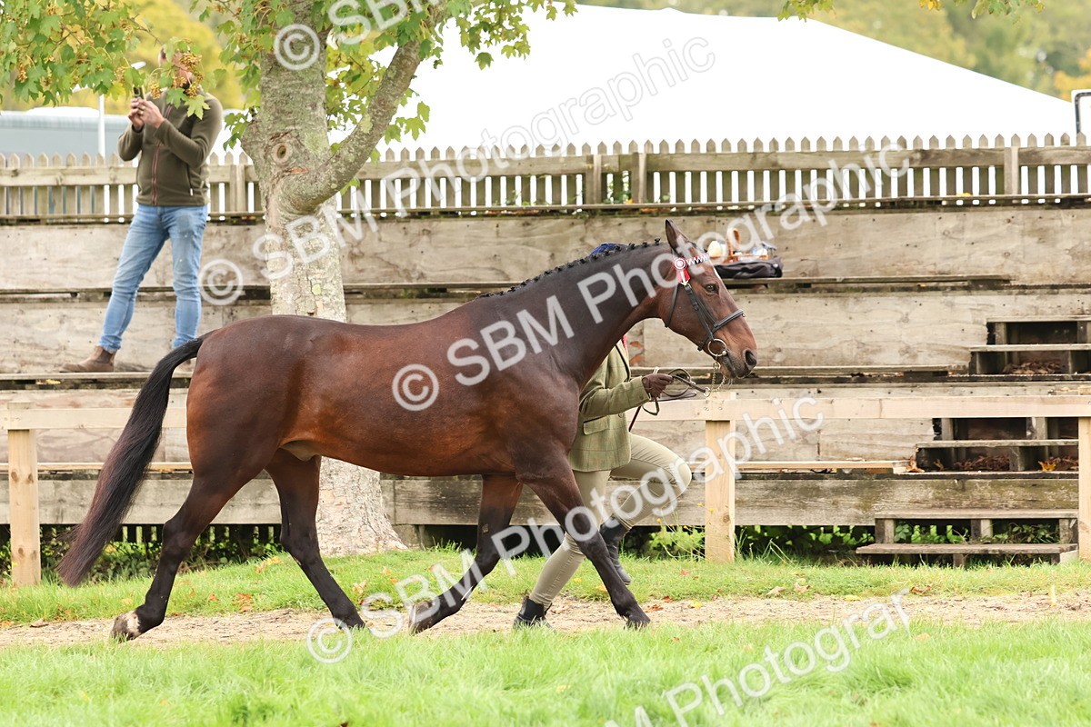 SBM_59847 - S36 - Rehabiliated Rescue Horse & Pony In Hand & Ridden