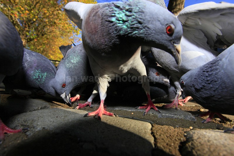 Pigeons in Bristol city centre_0094 - UK and International Urban Wildlife