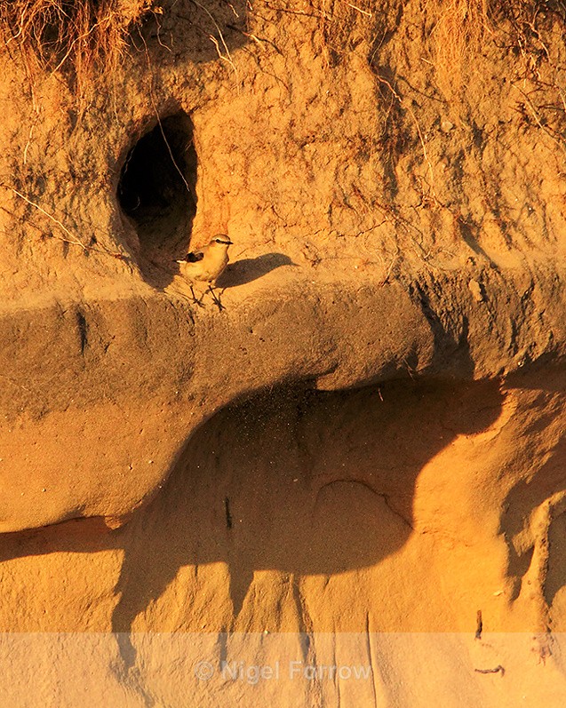 Wheatear standing at the entrance to a nest hole in a sand dune - Wheatear