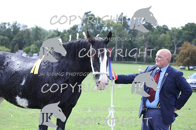 APP_3393 - Class 5 In Hand Championship