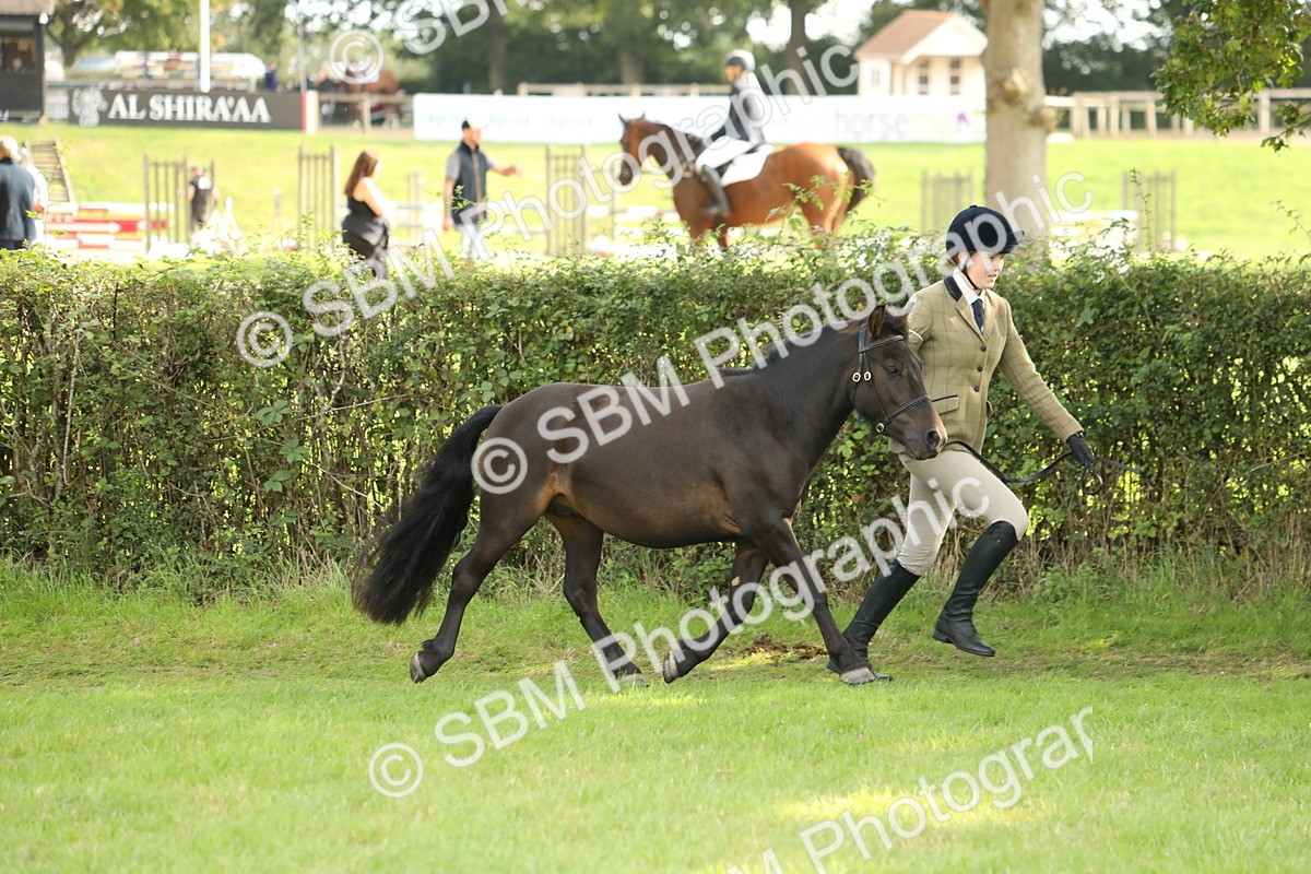 SBM_62758 - S46 - Mountain & Moorland In Hand Small Breeds
