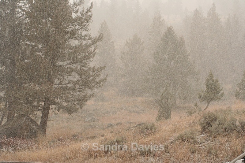  - Yellowstone