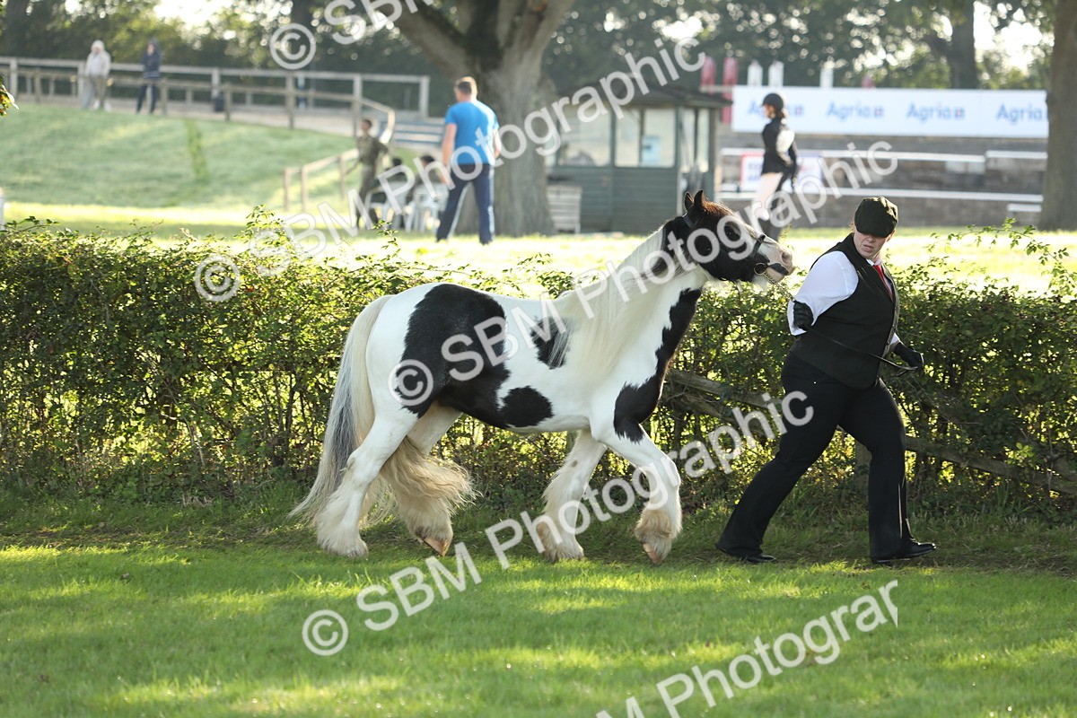 SBM_60867 - S43 - Coloured Pony In Hand