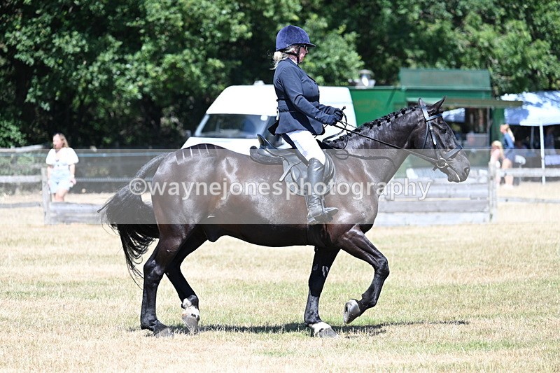 WJ7_2969 - Class 7 Riding Club Show Horse