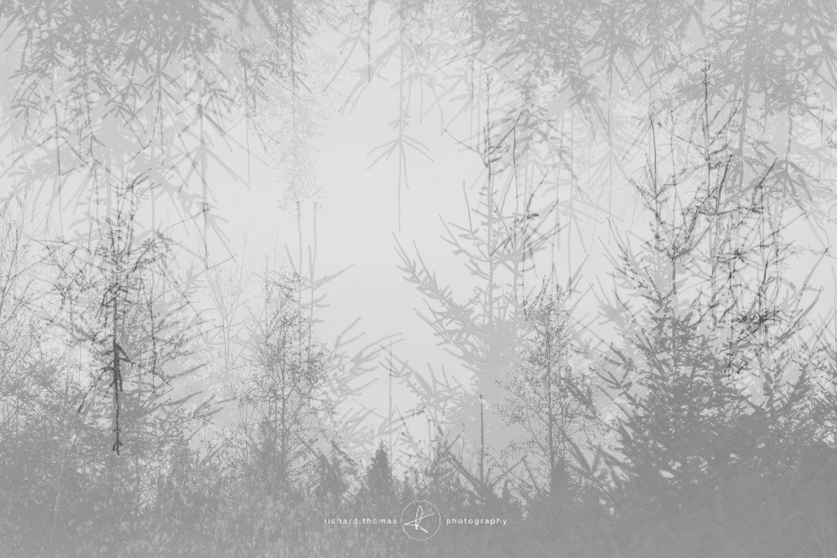 Entry - Revealed