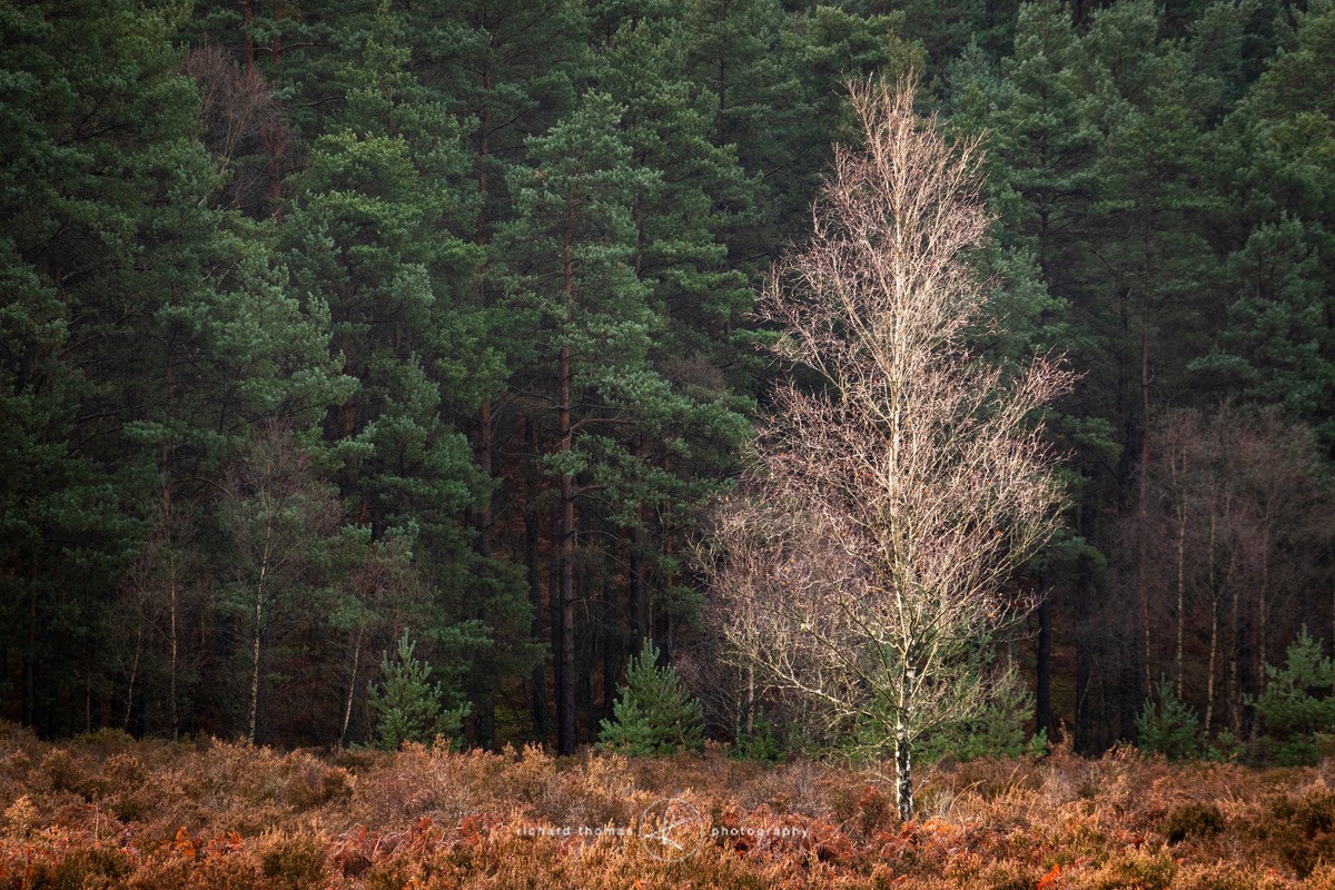 Silver flame - Woodland