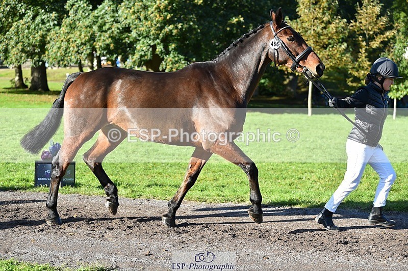 231022-105132-23547 - 466-SPARHANGER.VELVET-Tichy.Sanders-TrotUp+SJ