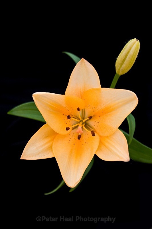 Lily