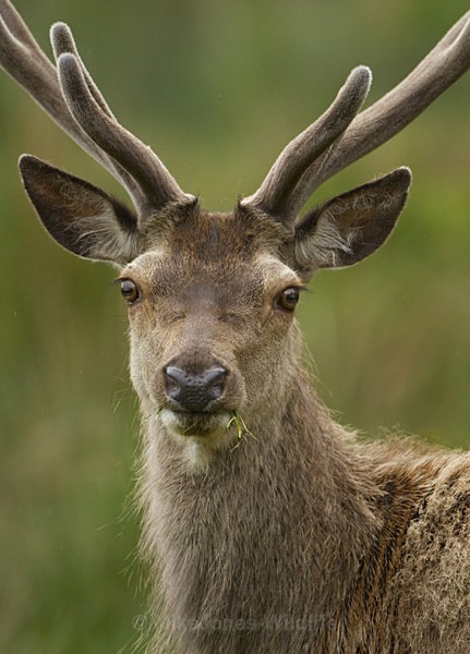 Red Deer, Isle of Mull ref rd 22b - RED DEER
