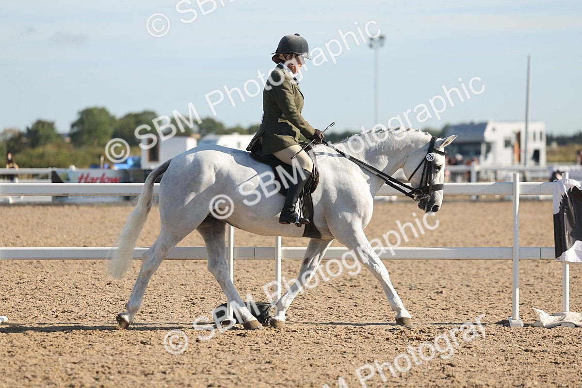 SBM_12164 - Class 303 - Ridden Pure Bred Horse Pony